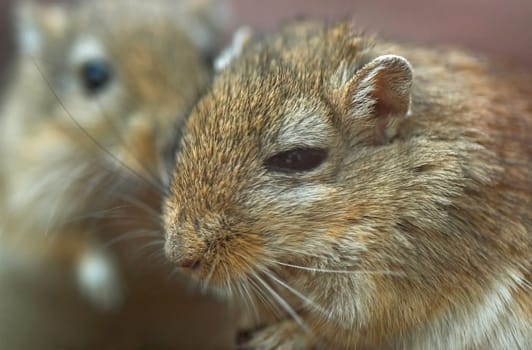 This gerbil in Luisenpark did not look healthy at all. I think she hit her skull quite a bit. The other three mice took care of the poor little mouse,always stayed close to him and talked with him
