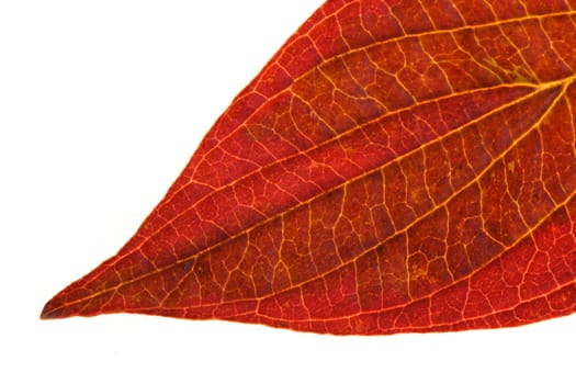 Leaf