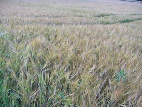Ears of corn in the field