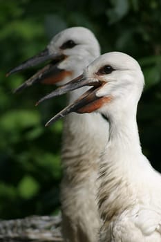 Young storks