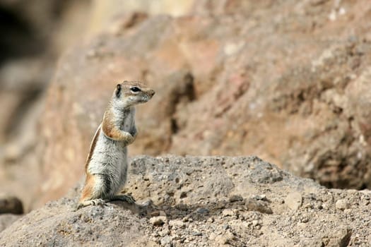 Chipmunk