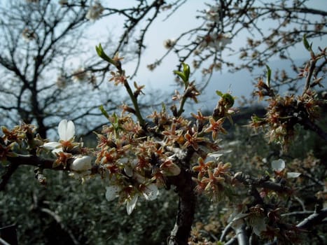 Almond blossoms in Sicily