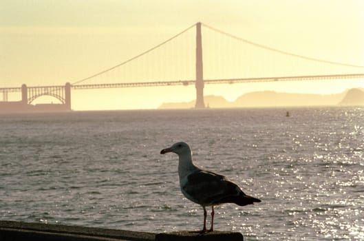 Golden Gate