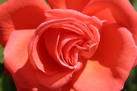 Salmon rose