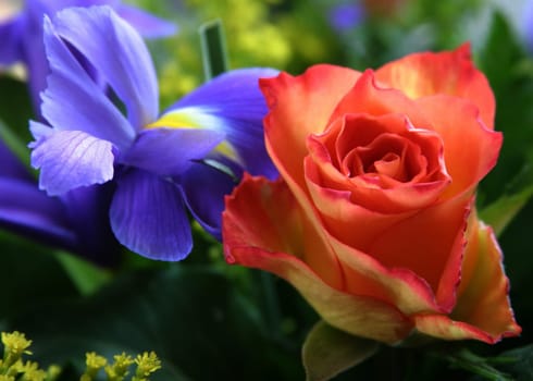 Rose and iris