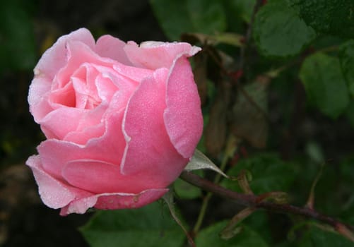 Rose 1