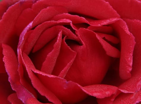 Rose Heart 1