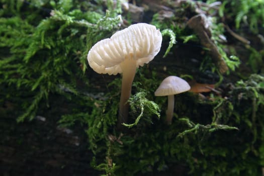 Mushrooms