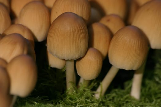 Mushrooms on moss