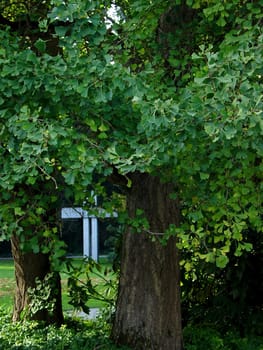Gingko tree