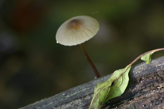 Mini mushroom