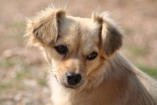 Puppy