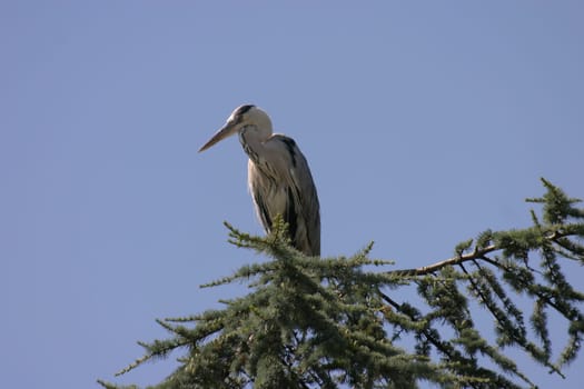 Grey heron