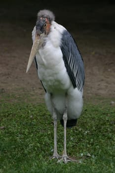 Marabou stork