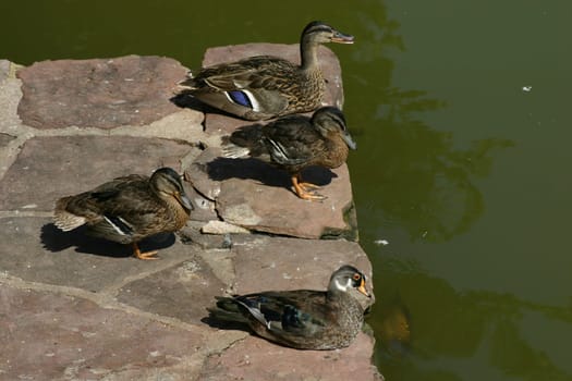 Duck Launch Site