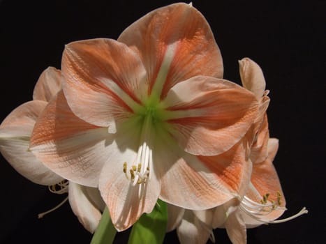 Amaryllis II