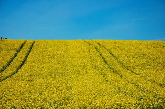 Nature in yellow-blue