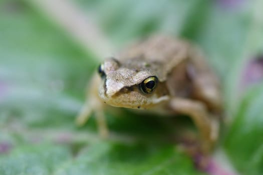 Frog