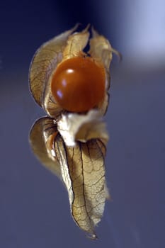 Physalis