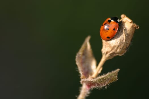 Ladybird