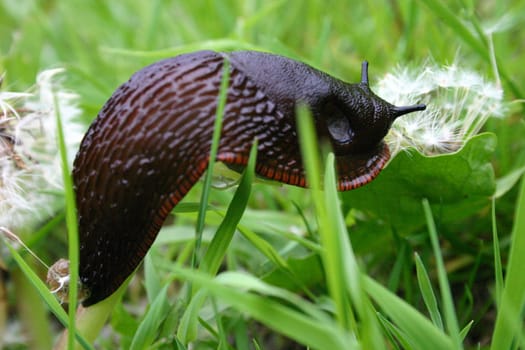 Floating snail