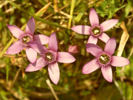 Flower Power Quintet