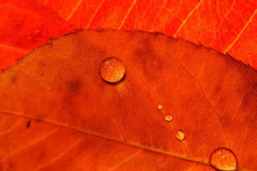 Autumn Fireworks II
