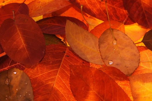 Autumn fireworks
