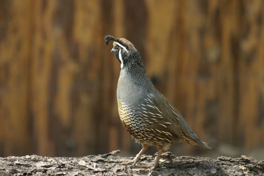Valley quail