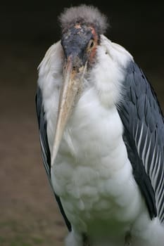 Marabou stork