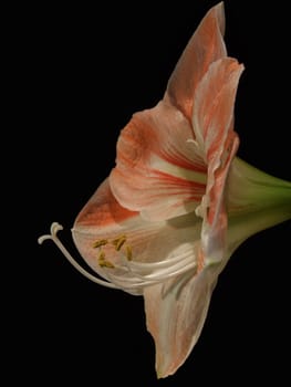 Amaryllis III