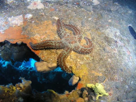 Taken at the beautifully overgrown wreck of the "Baron Gautsch"" in the summer of 2003."
