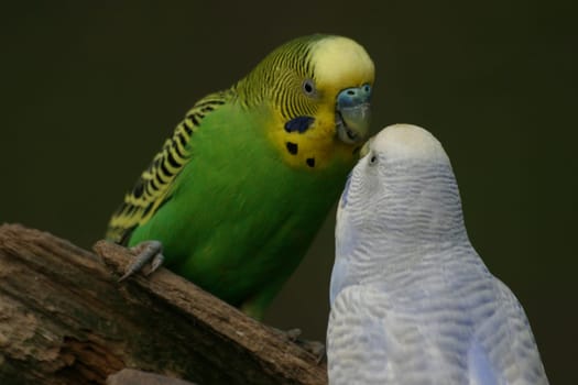 Budgies