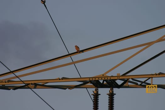 Electricity pylon with falcon