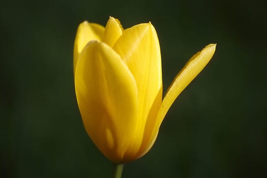 yellow tulip