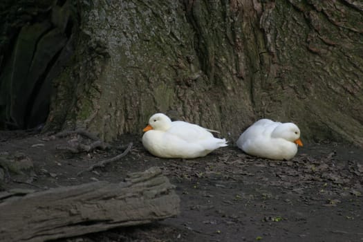 Duck couple?