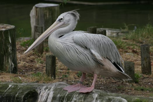 Pink Pelican