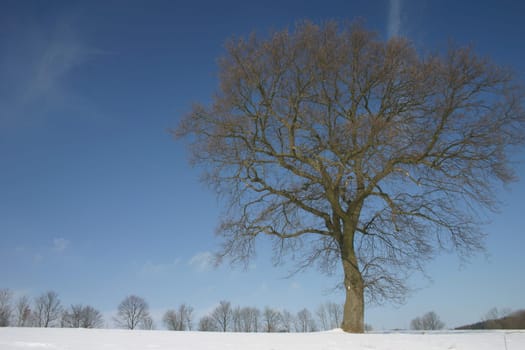 Beech in the snow