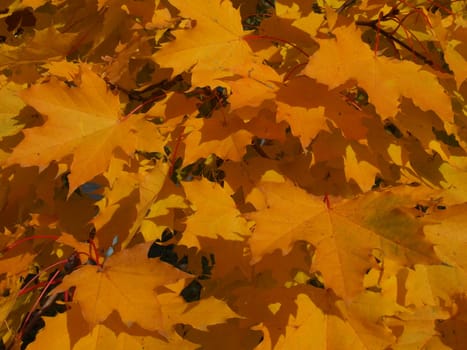 Gold leaf
