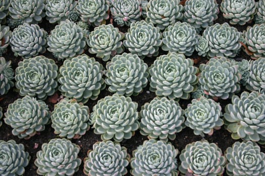 Succulents