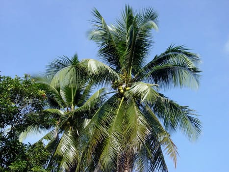 Cocount palm tree,Penang,Malaysia,Adobe RGB (1998)
