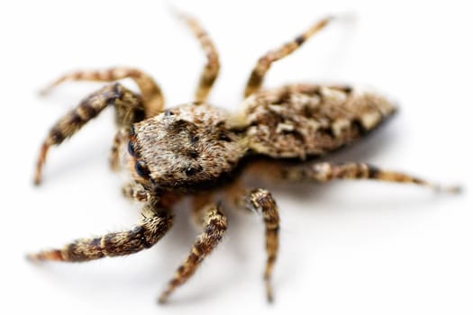 Spider I-b