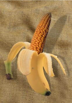 genetic manipulation