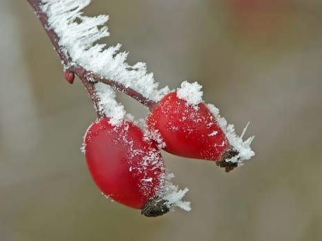 Ice fruit