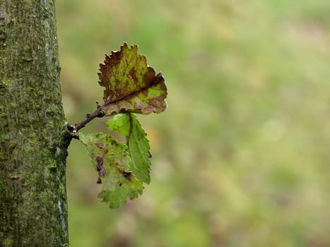 Branch