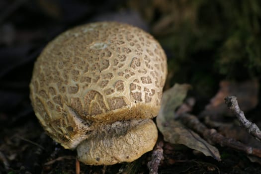 Potato bovist