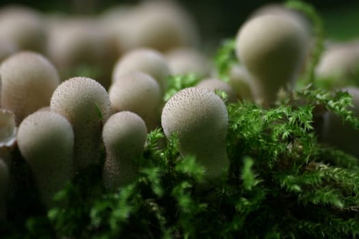 Pimple mushrooms