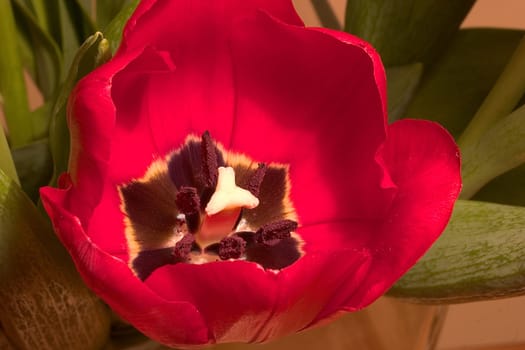 Tulip 01