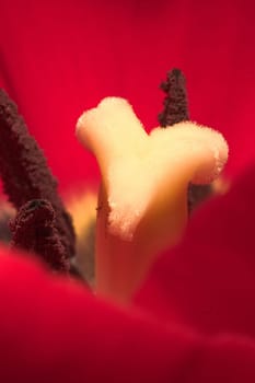 Tulip 08