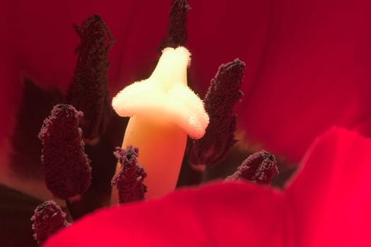 Tulip 04